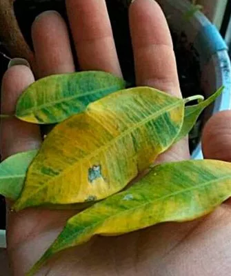 Недостаток или избыток света осыпаются листья4