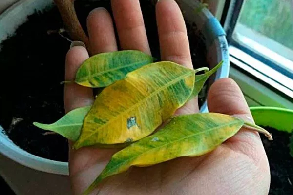 Недостаток или избыток света осыпаются листья4