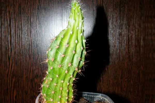 Недостаток света Кактус повял8