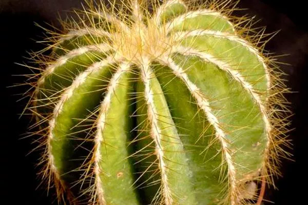 нехватает влаги ожоги у кактуса3