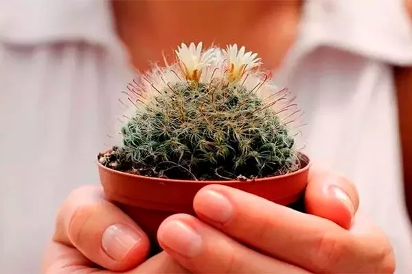 Нельзя дарить кактусы Мифы о кактусах14