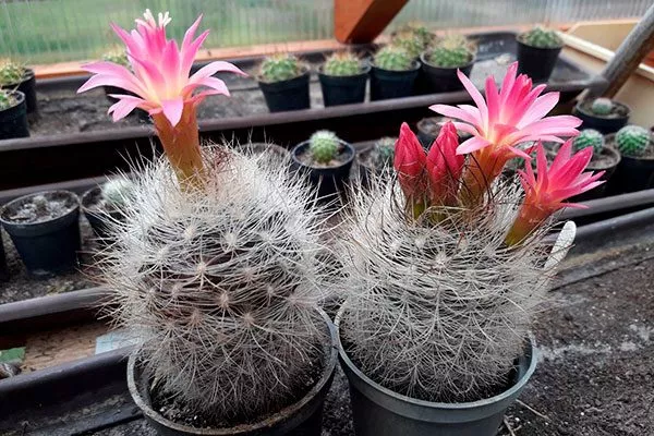 Неопортерия (Neoporteria) Цветущие сорта кактусов11