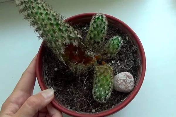 Неправильный уход Заболевания кактусов9