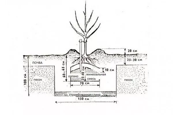 Неверная глубина посадки Ошибки выращивания8