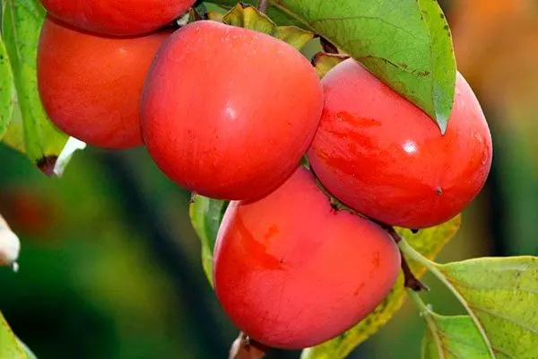 Никитинская Ошибки выращивания11