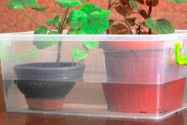 Нижний способы полива герани17