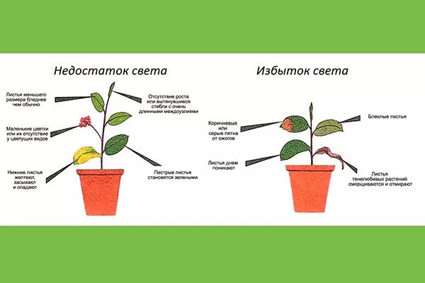 нормы света освещение для гибискуса15