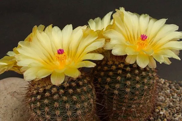 Нотокактус (Notocactus) Цветущие сорта кактусов12