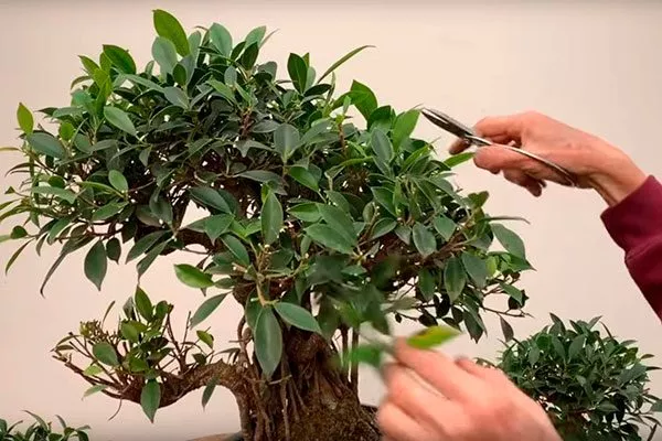 Нужна ли обрезка фикус ретуза7