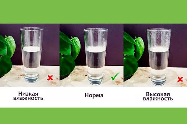 Нужно ли повышать влажность воздуха и каким способом Зимовка фикуса3