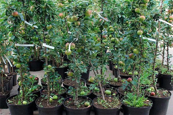 о саженцах колонновидной яблони Выбор саженца12