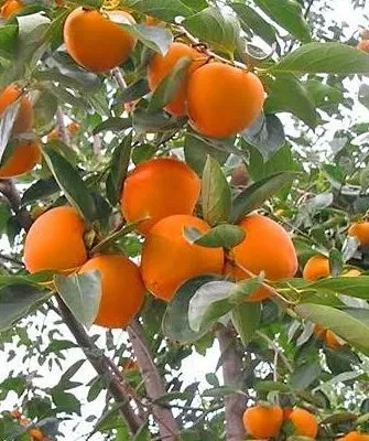 японская (восточная) хурма