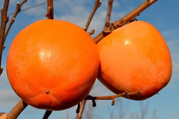 плоды японской хурмы