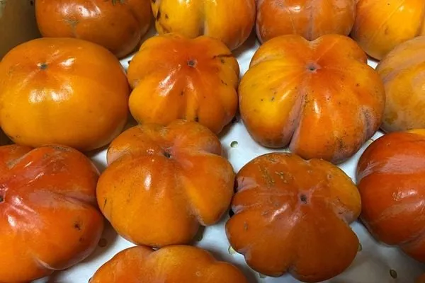 хурма Ромашка