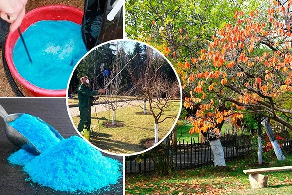 обработка сада Медным обработка яблонь12