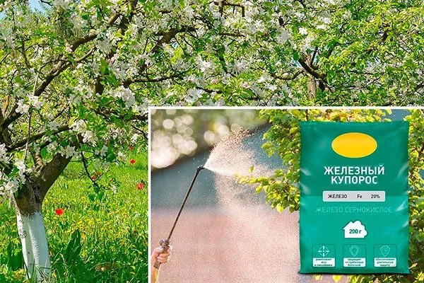 обработка железный обработка яблонь10