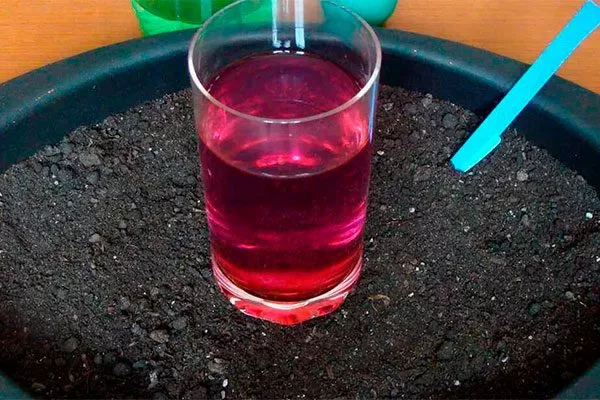 обработке корней раствором марганцовки Кактус повял10