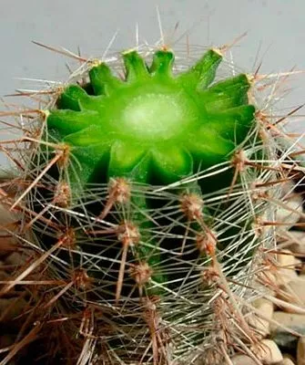 обрезана макушка Как правильно обрезать кактусы14
