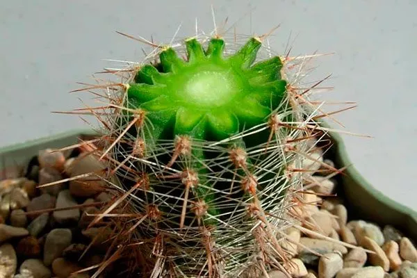 обрезана макушка Как правильно обрезать кактусы14