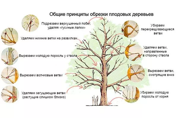 Обрезка деревьев Зимовка яблони14