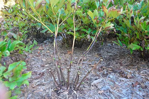 обрезка древовидного пиона укрыть пионы перед зимовкой20