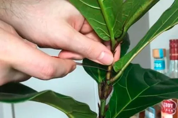 обрезка Фикус лиролистный бамбино10