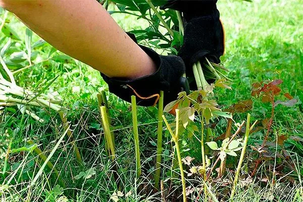 Обрезка ИТО-гибридов укрыть пионы перед зимовкой21