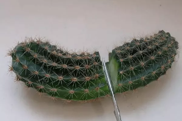 обрезка Копьяпоа16