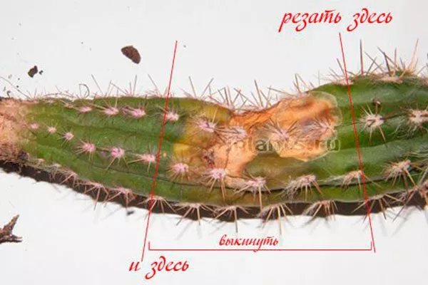 Обрезка Мини кактусы28