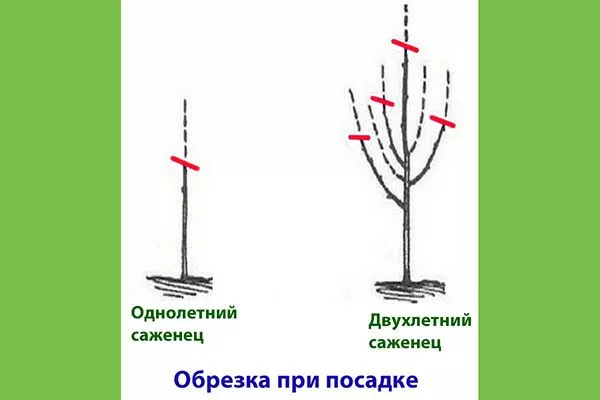 Обрезка надземной части Посадка яблони36