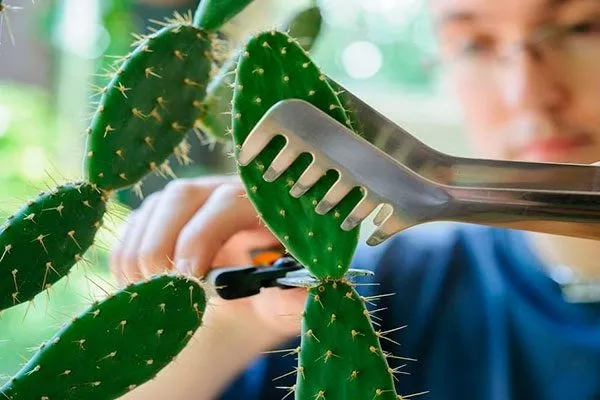 Обрезка Опунция описание14