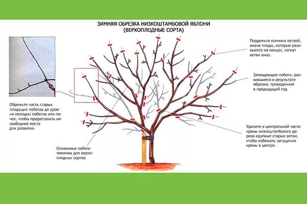 Обрезка плодоносящего дерева крона яблони21