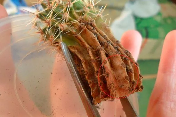 Обрезка повреждённых частей Как правильно обрезать кактусы15