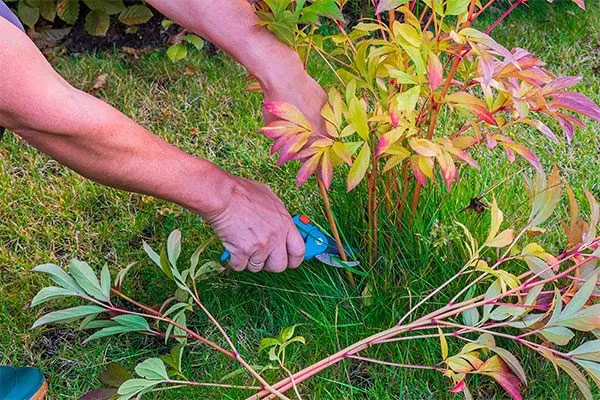 Обрезка травянистых пионов укрыть пионы перед зимовкой22
