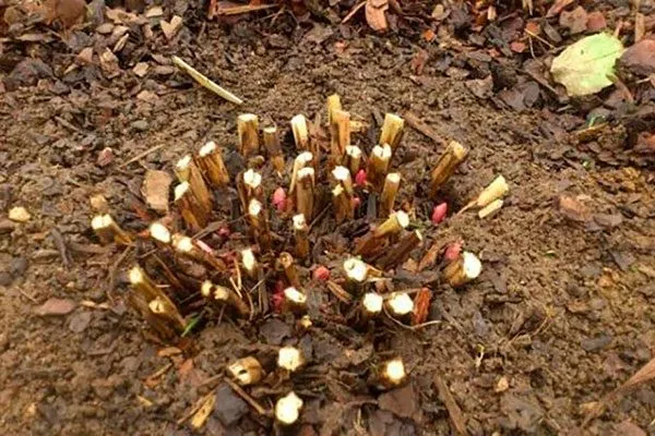 Обрезка травянистых пионов2 укрыть пионы перед зимовкой23