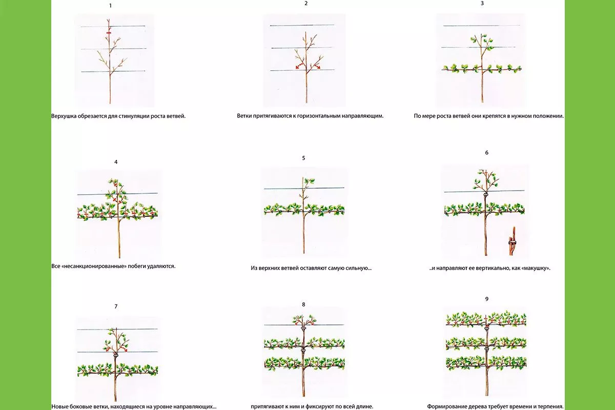 обрезка яблонь на шпалерах Яблоня на шпалере17