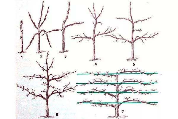 обрезка Яблоня на шпалере18