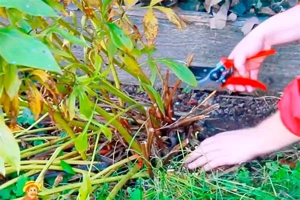 обрезка1 укрыть пионы перед зимовкой25