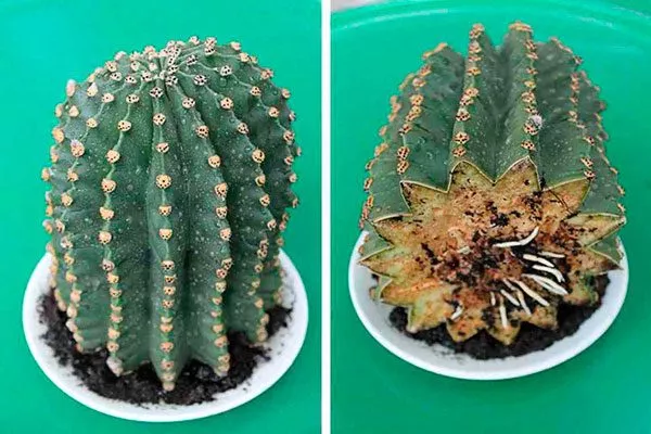 Обрезка2 Мини кактусы29