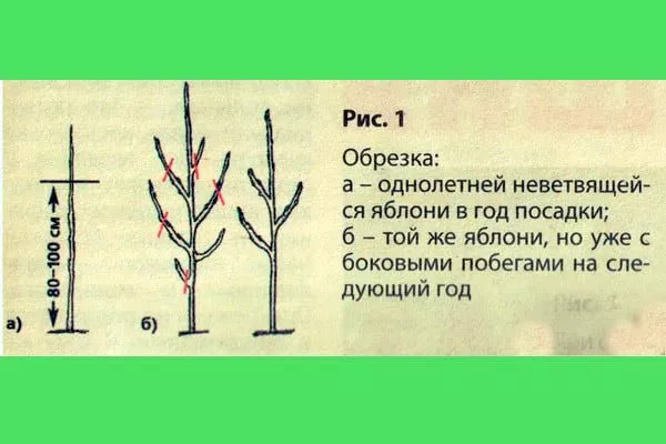 Обрезка2 Выращивание из семян12