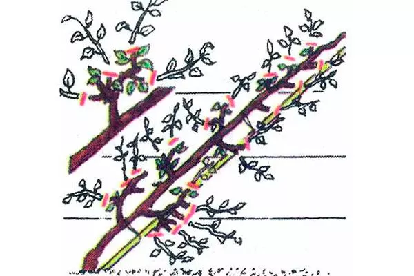 обрезка2 Яблоня на шпалере19