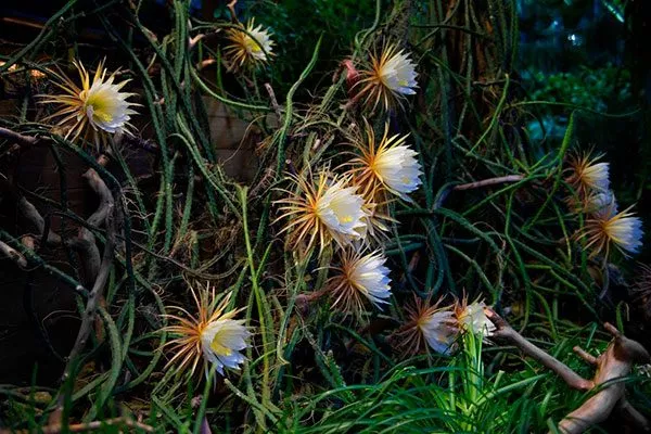 Общая ботаническая особенность группы Эпифитные кактусы10