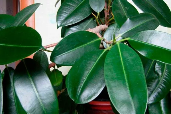 обычный фикус Вариеготные фикусы17