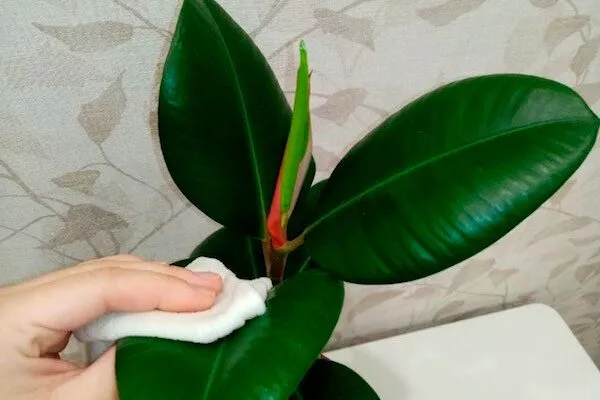 Очистка листьев правила перемещения фикуса11