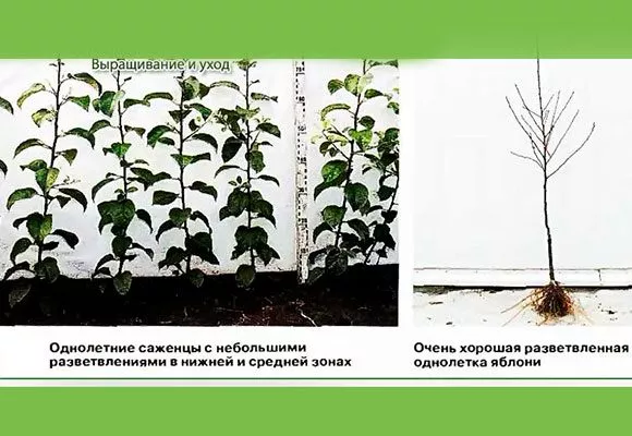 однолетки Выбор саженца13