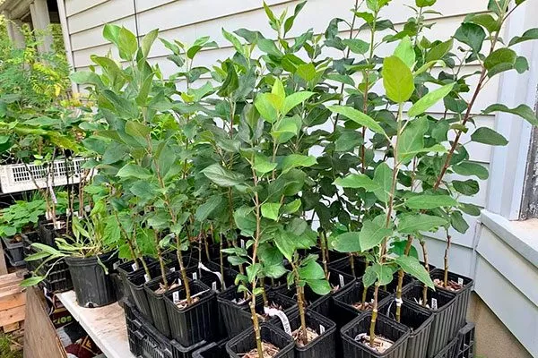 однолетки1 Выбор саженца14