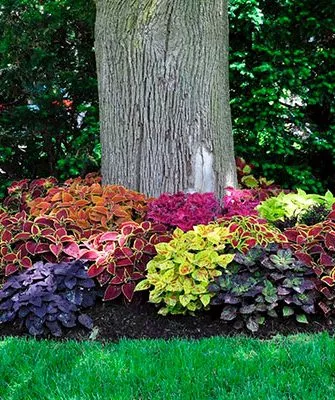 Однолетники