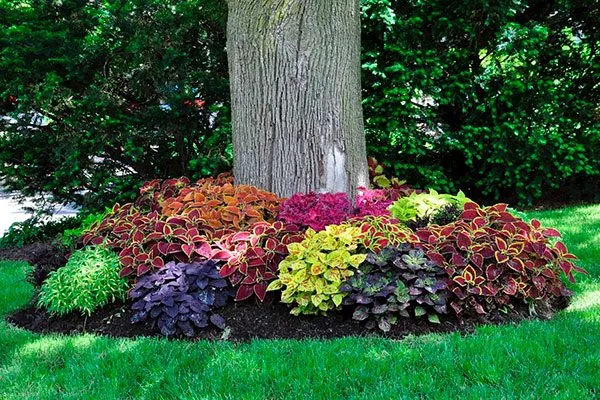 Однолетники