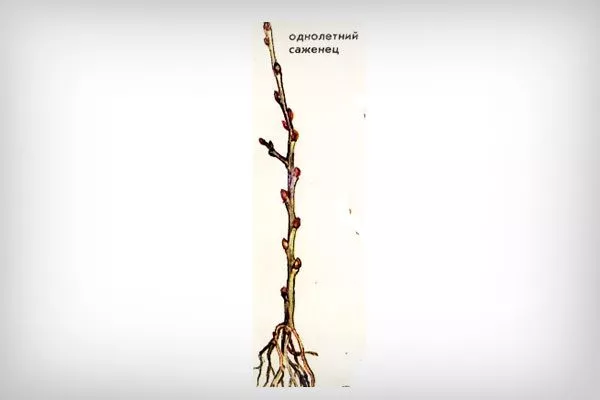 однолетний саженец Выбор саженца15