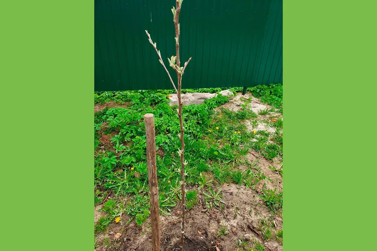 однолетняя